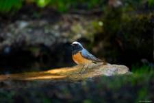 Julien SESIA - Julien-Sésia-Photographie©